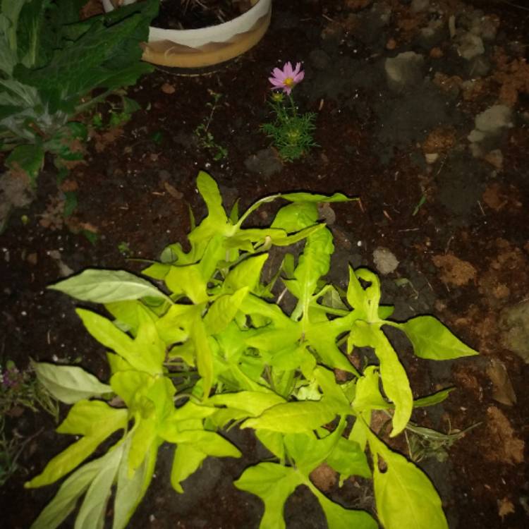 Plant image Ipomoea Batatas 'Sweet Caroline Green'