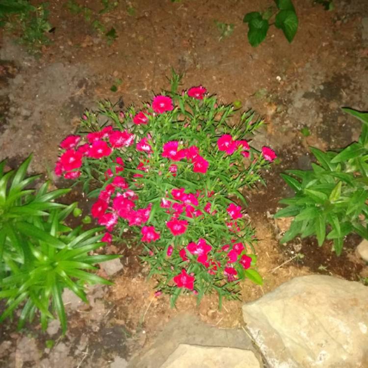 plant image 1048833