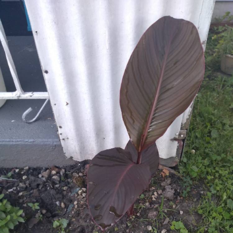 Plant image Canna 'Australia' syn. Canna x generalis 'Australia'