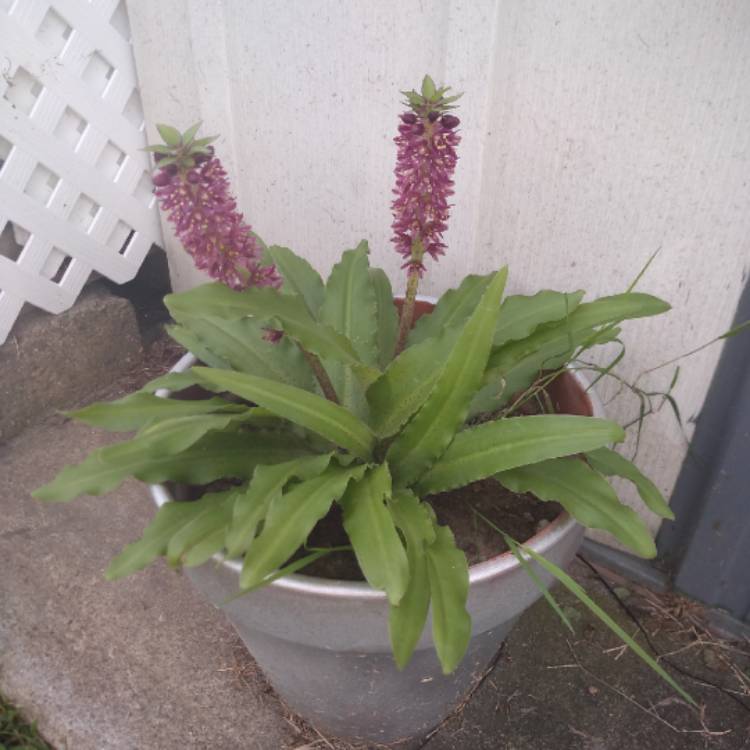 Plant image Eucomis 'Gsalkele' (Aloha Lily Series) syn. Eucomis 'Maui'