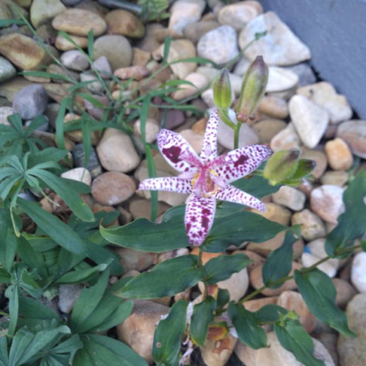 Plant image Tricyrtis hirta 'Miyazaki'