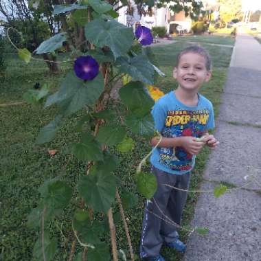 Ipomoea
