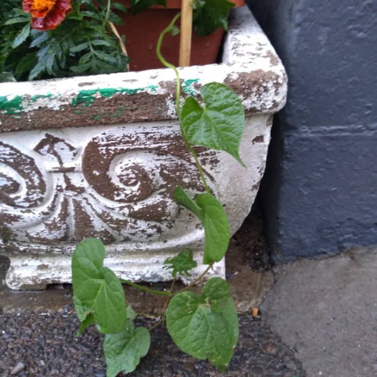 plant image 1337924 plant image 1337924