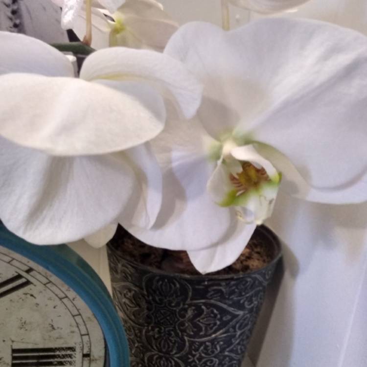 Plant image Phalaenopsis 'Happy Girl'