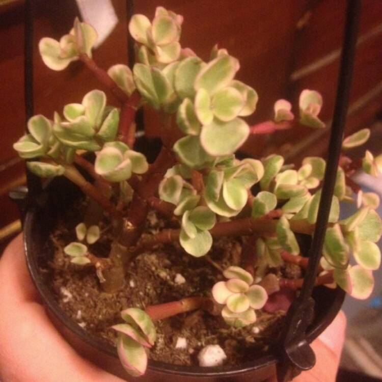 plant image 479595