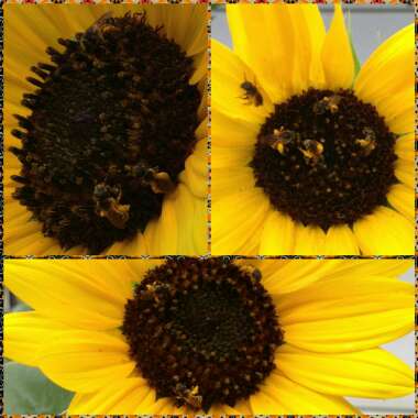 Helianthus annuus
