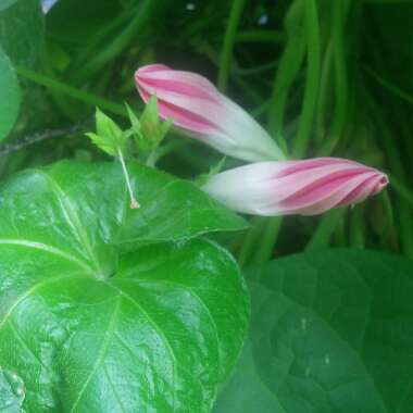 Ipomoea