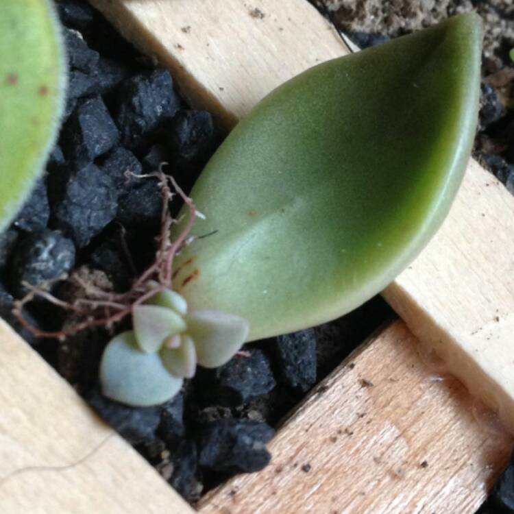 plant image 536941