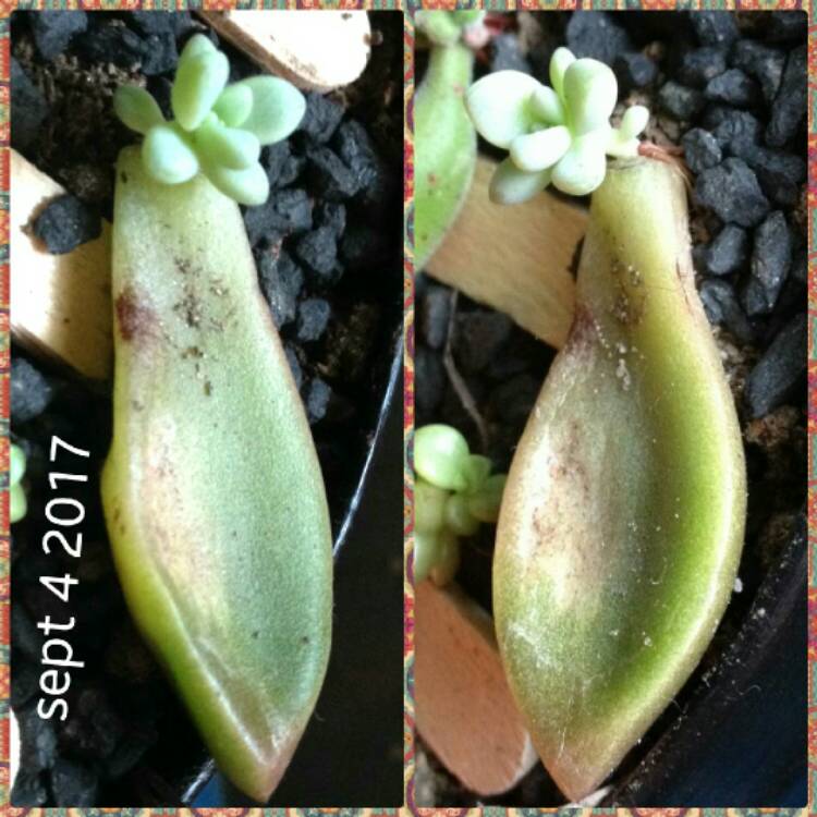 plant image 536951
