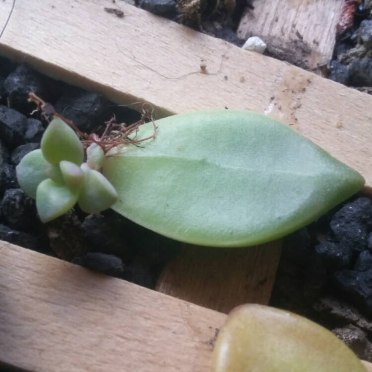plant image 547690