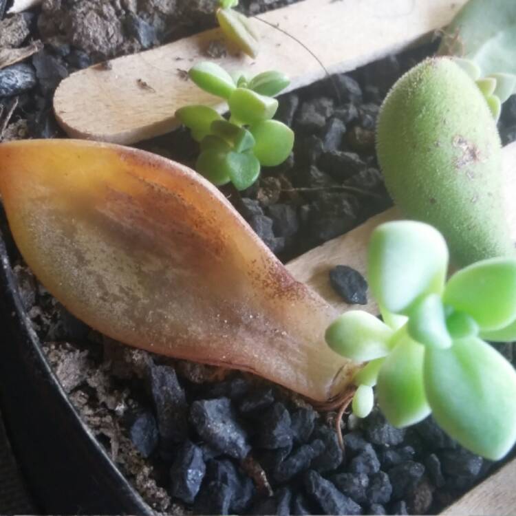 plant image 547695