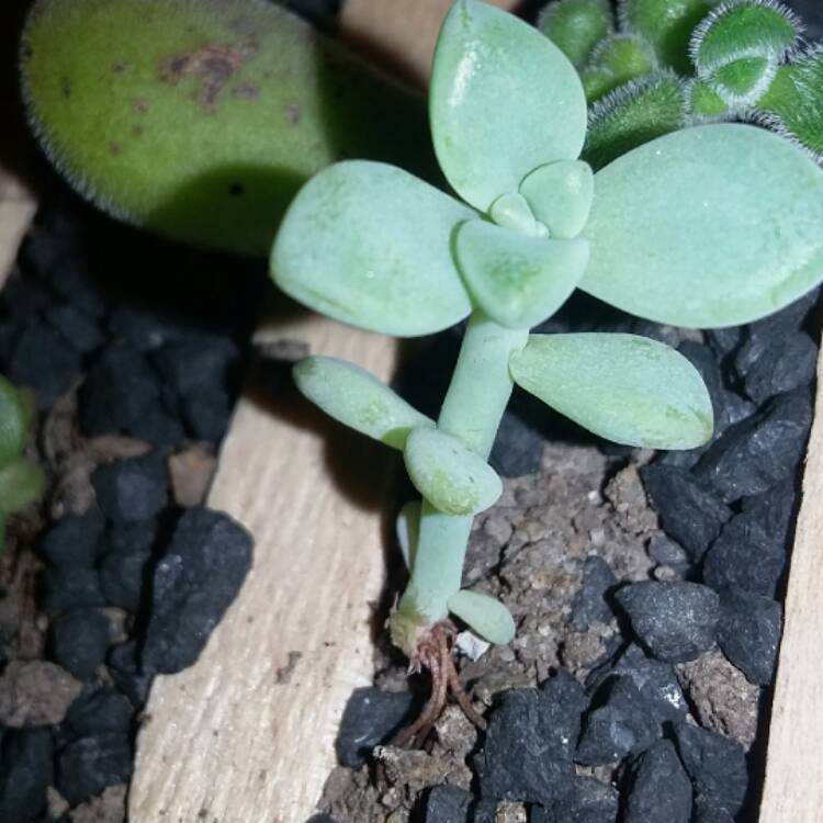 plant image 551094