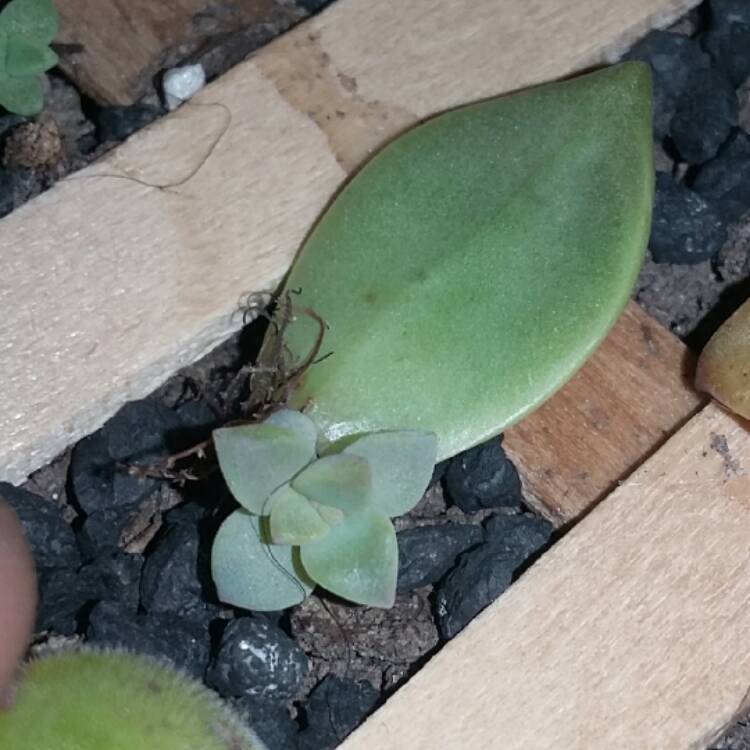 plant image 551095