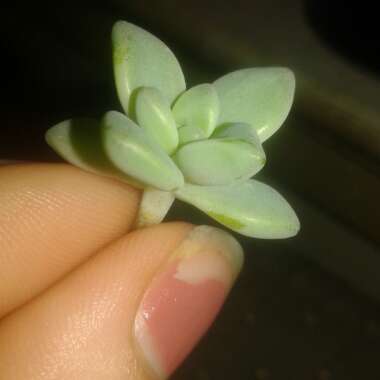 Echeveria 'Black Prince'