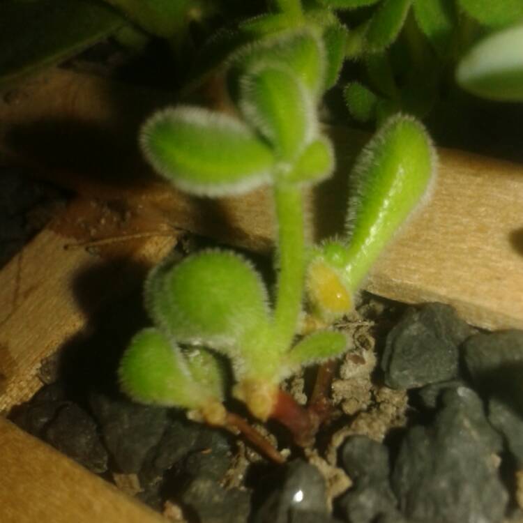 plant image 560335