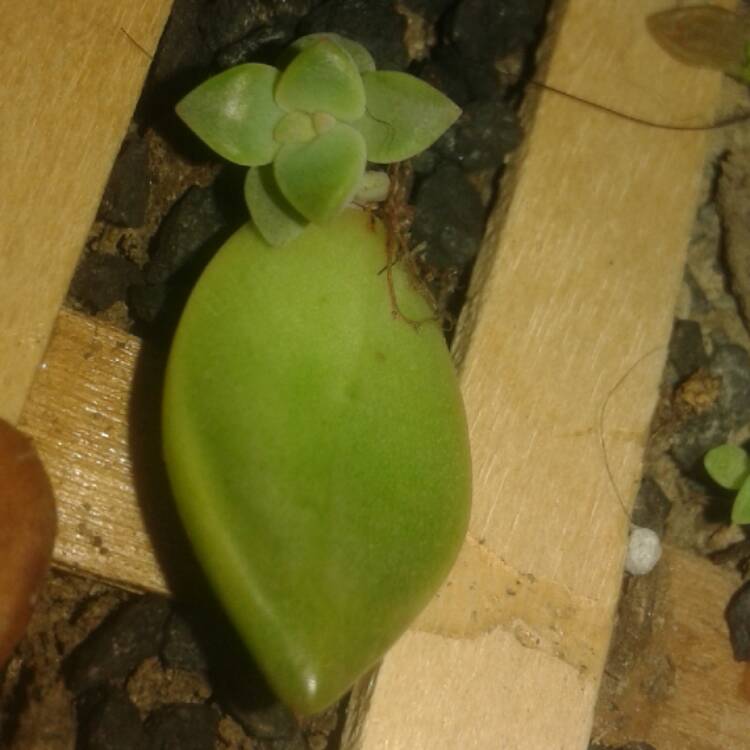 plant image 560336