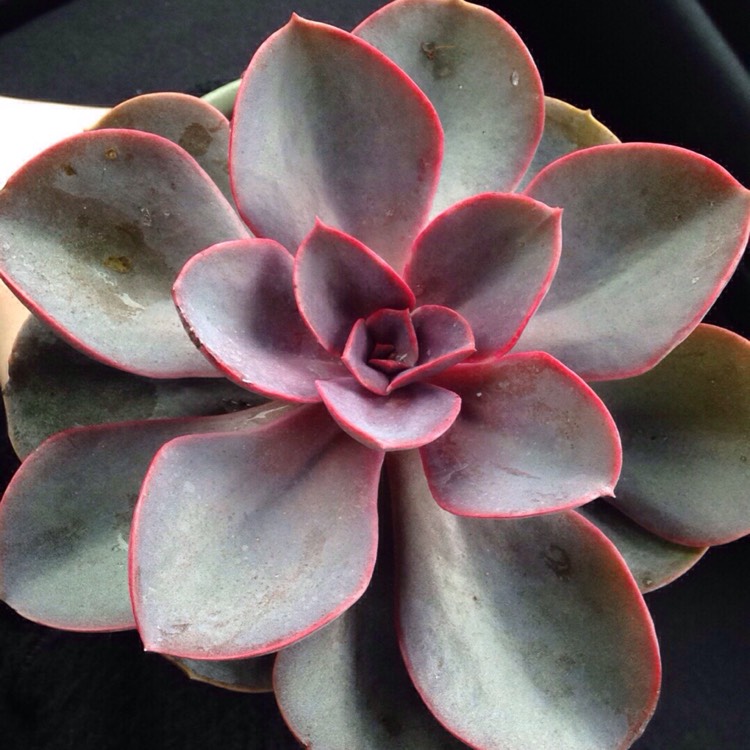 Plant image Echeveria Petra's Pearl