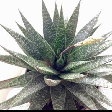 x Gasteraloe 'Flow'