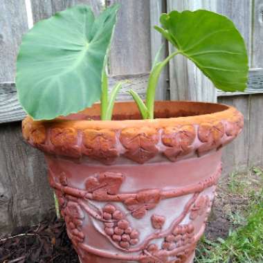 Colocasia esculenta  syn. Colocasia antiquorum