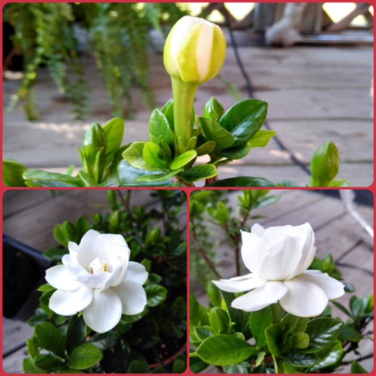 plant image 1110785