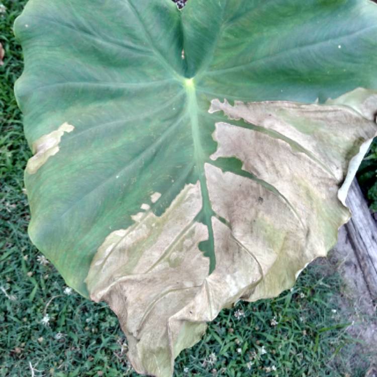 plant image 1110794 plant image 1110794