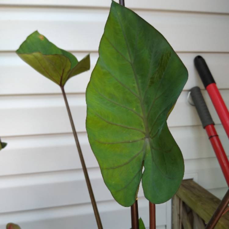 Plant image Colocasia esculenta 'Tea Cup' syn. Colocasia esculenta 'Coffee Cups'