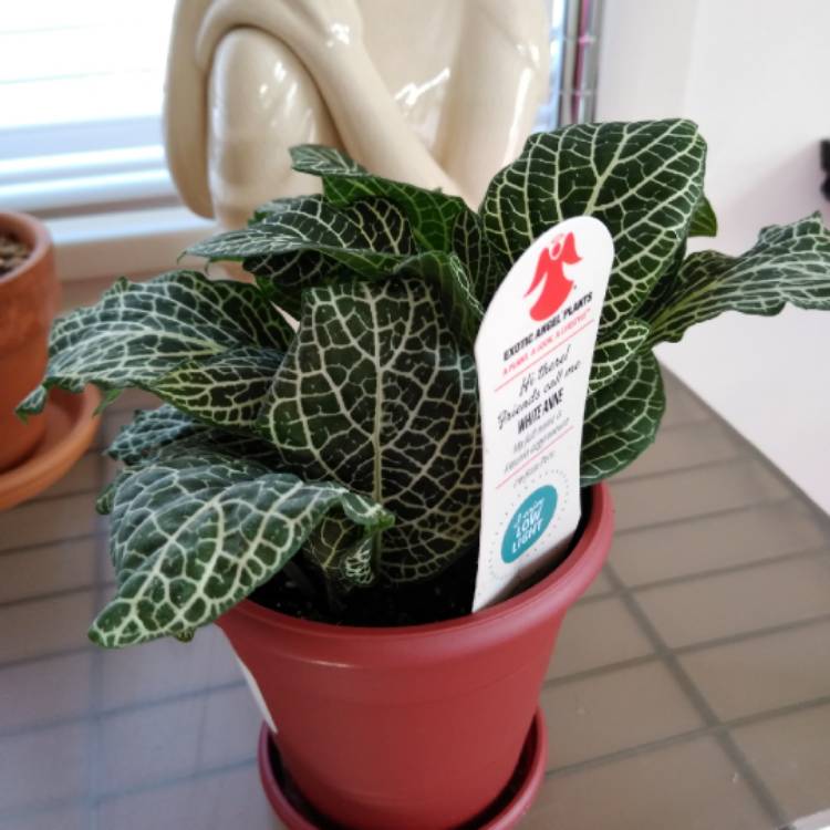 Plant image Fittonia argyroneura 'White Anne'