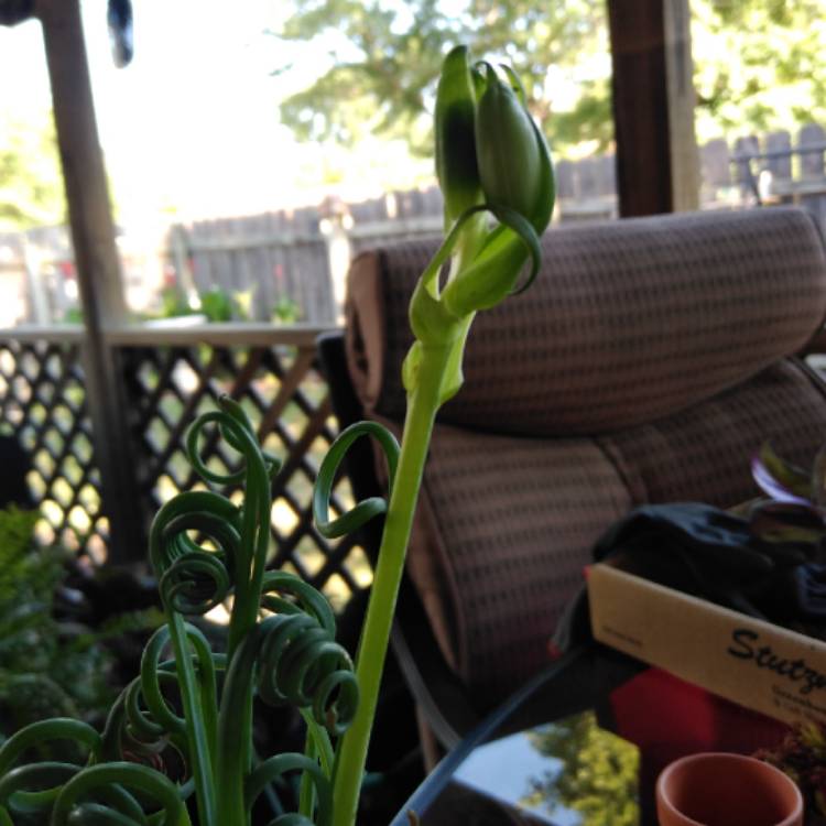 plant image 1122243