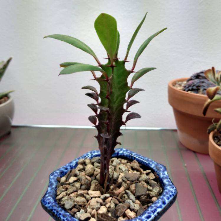 plant image 1134132