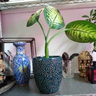 Dieffenbachia