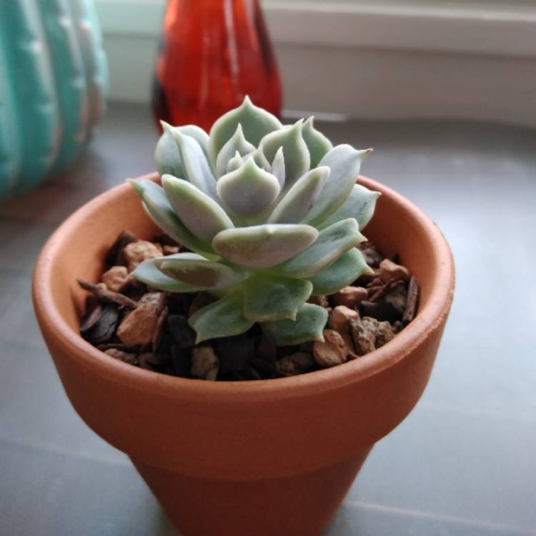 plant image 1140735