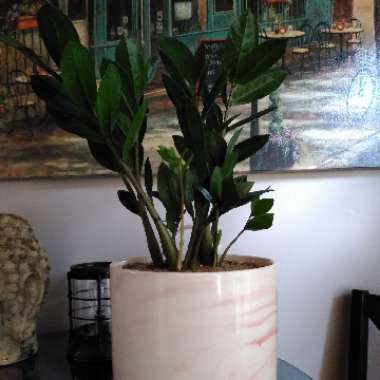 Zamioculcas zamiifolia