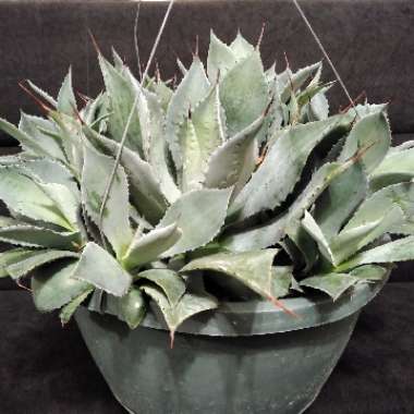 Agave