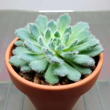 Echeveria Setosa var. Deminuta