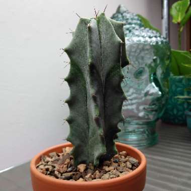 Stenocereus pruinosus