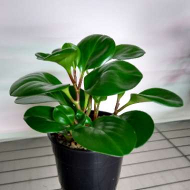 Peperomia obtusifolia