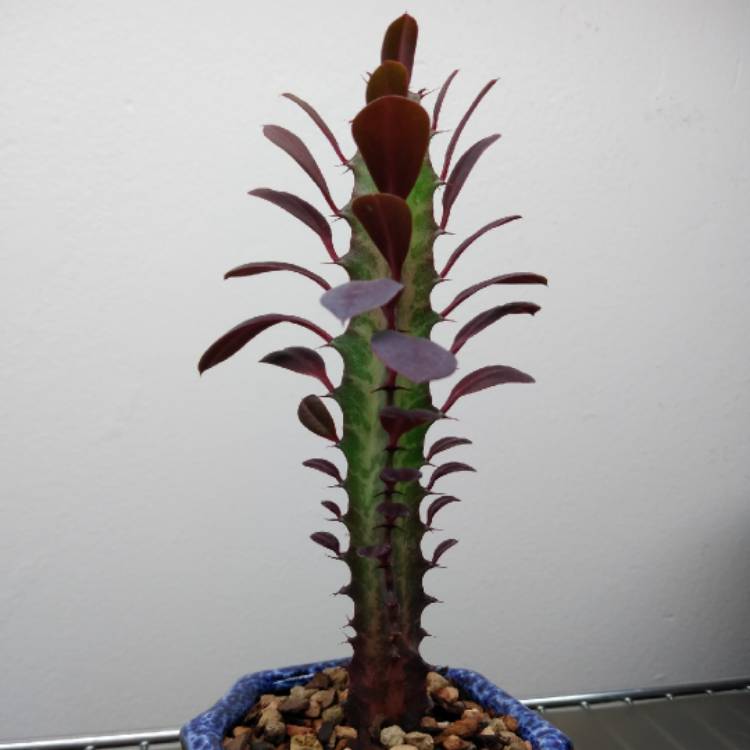 plant image 1202038