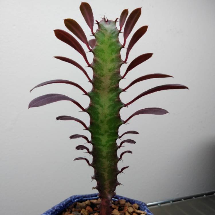 plant image 1202039