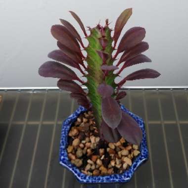 Euphorbia trigona rubra