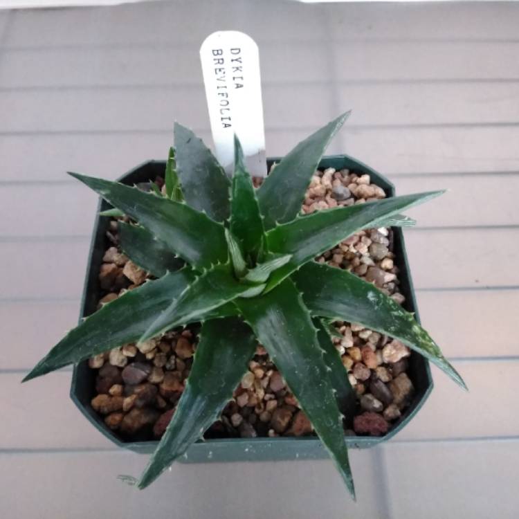 Plant image Dyckia Brevifolia
