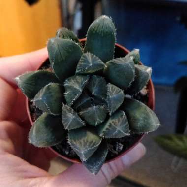 Haworthia Cooperi
