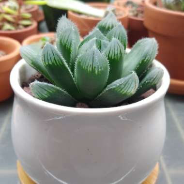 Haworthia Cooperi