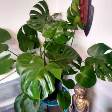 Monstera deliciosa