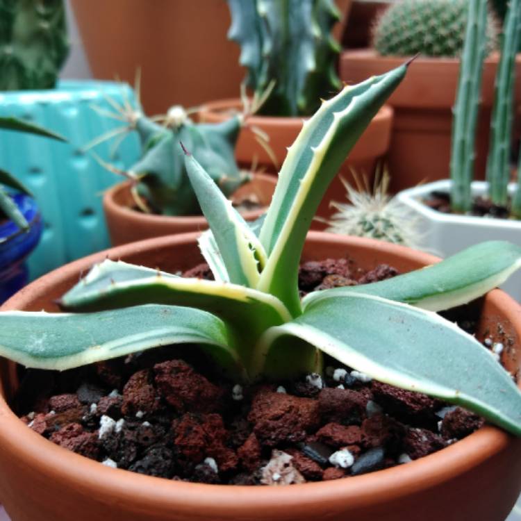 plant image 1218779