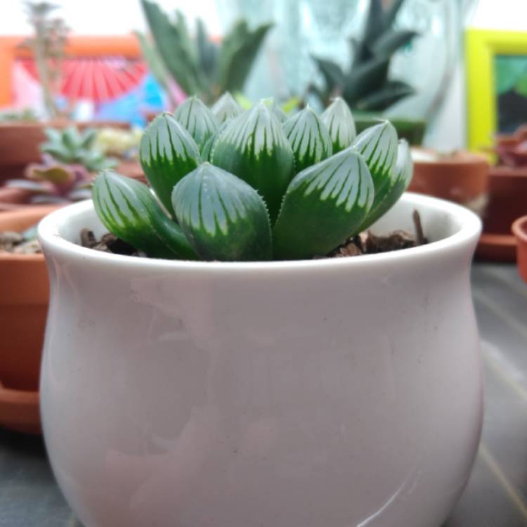plant image 1218780