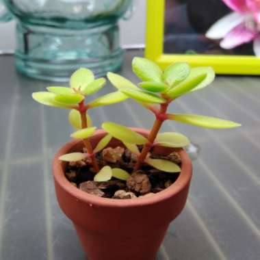 Crassula pubescens subsp. pubescens