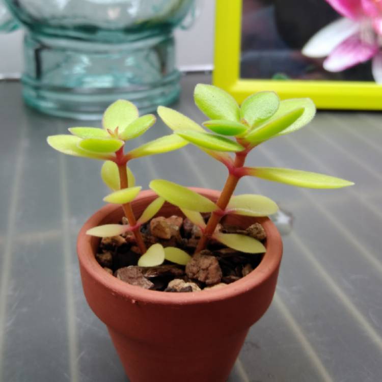 Plant image Crassula pubescens subsp. pubescens