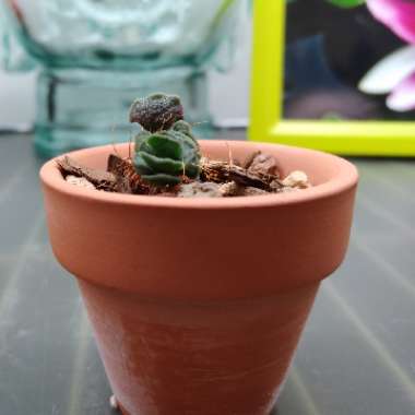Adromischus cristatus