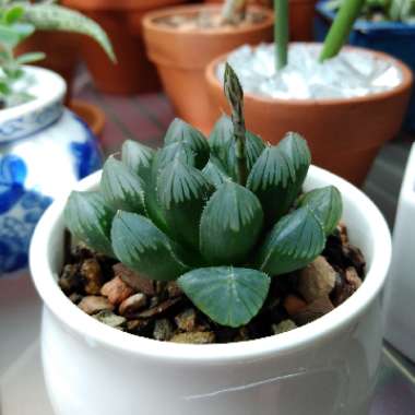 Haworthia Cooperi