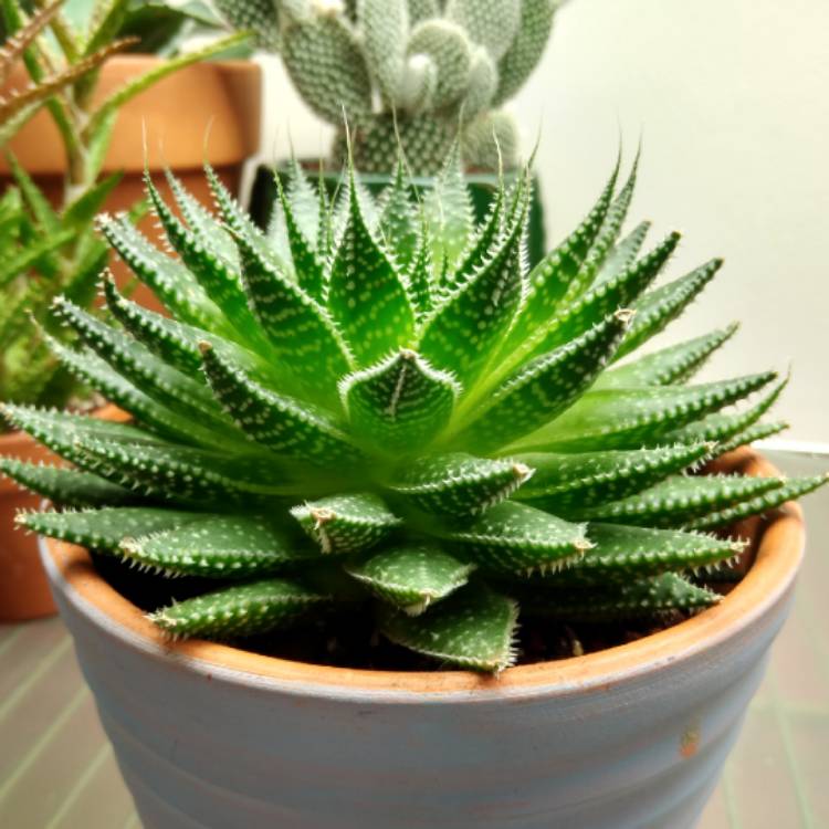 plant image 1228626